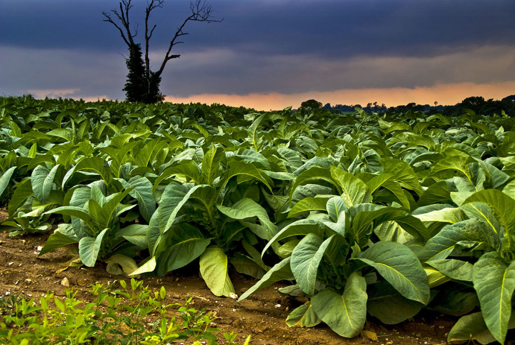 aromi naturali per sigaretta elettronica
